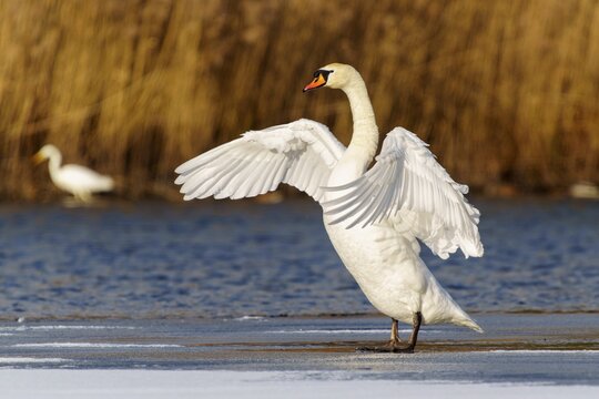 Mute swan (Cygnus olor), wildlife, Germany. A swan with outstretched wings stands at the water's edge, another is in the background