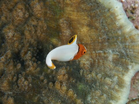A small fish with orange and white markings, a juvenile spotted parrotfish (Cetoscarus ocellatus), in front of a coral, at the Close Encounters dive site, Permuteran, Bali, Indonesia
