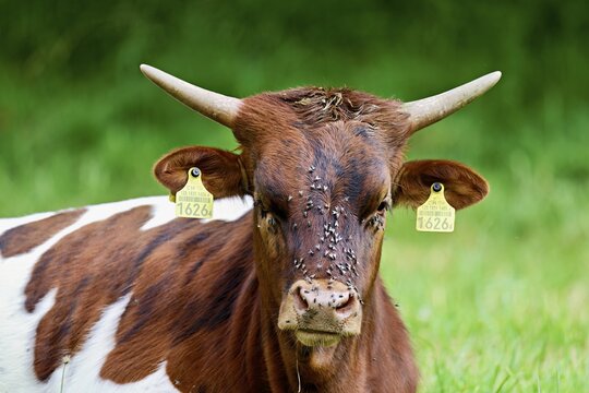 Texas Longhorn beef full of flies on their foreheads, Meienberg, Aargau Canton, Switzerland