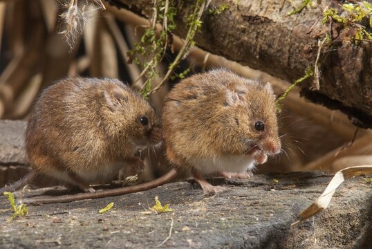 Harvest Mouse, Micromys Minutus, Rodents, Rodentia, Dwarf Mouse, Mammals, Muroids, Rodents, Mammals