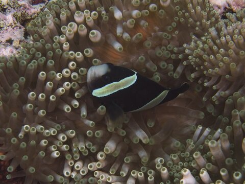 A dark clownfish, Clark's anemonefish (Amphiprion clarkii) with melanistic colouration, glides through the tentacles of a sea anemone at the Toyapakeh dive site, Nusa Ceningan, Nusa Penida, Bali, Indonesia
