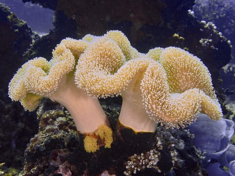 Two elegant, cream-coloured mushroom leather corals (Sarcophyton glaucum) on a rock formation, Close Encounters dive site, Permuteran, Bali, Indonesia