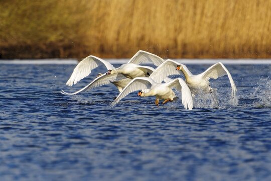Mute Swan (Cygnus olor), wildlife, Germany. A flock of swans takes off from the water, their wings beating in a harmonious rhythm