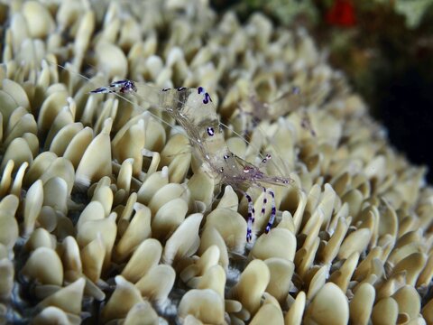 Transparent shrimp, Saravati anemone shrimp (Ancylomenes sarasvati), amongst beige, vibrant corals, Gondol East dive site, Penyapangan, Bali, Indonesia