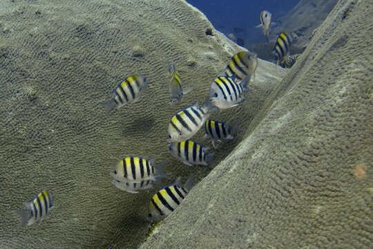 A school of striped fish, Indo-Pacific sergeant fish (Abudefduf vaigiensis), swimming over coral reefs in clear water, SD dive site, Nusa Ceningan, Nusa Penida, Bali, Indonesia