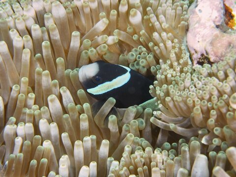 A solitary clownfish, Clark's anemonefish (Amphiprion clarkii), exhibiting melanism, peering out from a sea anemone, Toyapakeh dive site, Nusa Ceningan, Nusa Penida, Bali, Indonesia