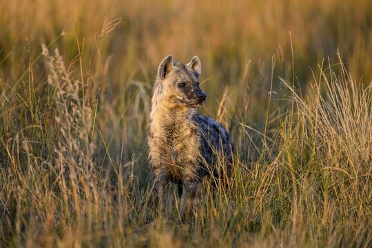 Spotted hyena (Crocuta crocuta) in the tall grass near Atzar&oacute; Camp, Okavango Delta, North-West District, Botswana