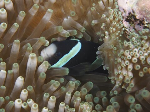 A clownfish, Clark's anemonefish (Amphiprion clarkii), exhibiting melanism, is partially concealed within a sea anemone, at the Toyapakeh dive site, Nusa Ceningan, Nusa Penida, Bali, Indonesia