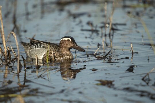 Anas Querquedula, Garganey, Granelli, Italy, crisp duck, Pantano Cuba lagoon, Pantani Cuba and Longarini, spatula querquedula, migratory bird sanctuary, Pantani Cuba & Longarini migratory bird sanctuary, Anatidae, birds, ducks, duck birds, drake, Italy, male, male, Sicily, foundation pro biodiversity, birds, waterbirds, Waterbirds