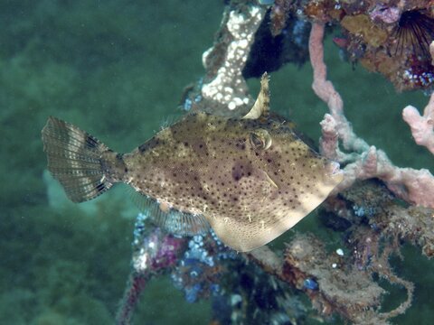 A brown fish with a camouflage pattern, the algae filefish (Pseudomonacanthus macrurus), swimming near corals underwater at the Secret Bay dive site, Gilimanuk, Bali, Indonesia