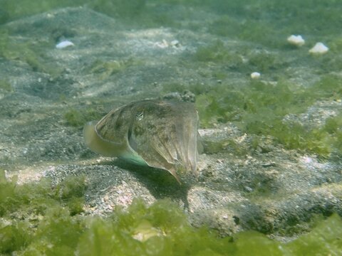 A common cuttlefish (Acanthosepion aculeatum) hovers above the seabed, surrounded by seaweed, at the Secret Bay dive site, Gilimanuk, Bali, Indonesia