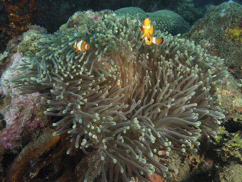 Two clownfish swimming in a giant anemone (Stichodactyla gigantea) on the reef, Spice Reef dive site, Penyapangan, Bali, Indonesia