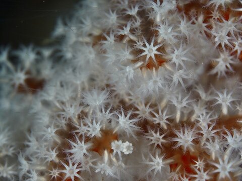 Detailed close-up of polyps from Godeffroy's soft coral (Siphonogorgia godeffroyi), Gondol Reef dive site, Gondol, Bali, Indonesia