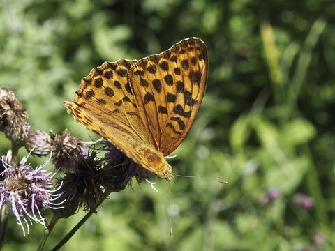 An orange-patterned butterfly, the Emperor (Argynnis paphia), is perched on a flower in the countryside, H&uuml;ttchopf, T&ouml;sstal, Canton of Zurich, Switzerland