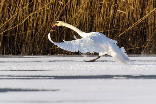 Mute swan (Cygnus olor), wildlife, Germany, A swan glides down to land on a snow-covered patch in front of some reeds