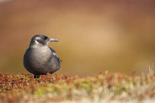 Arctic hunter, arctic skua, arctic tern, Norway, parasitic hunter, parasitic skua, parasite predatory gull, stercorarius parasiticus, varanger, birds, charadriiformes, limikolen, predatory gulls, stercorariidae, birds