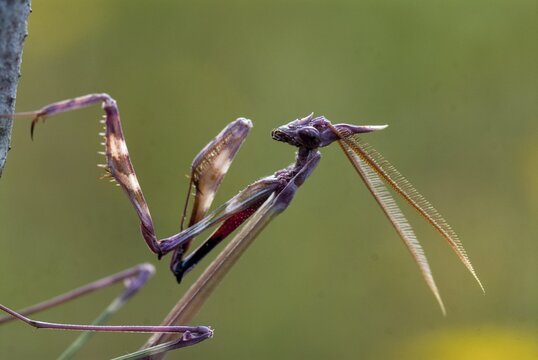 Empusa pennata, crested mantis, Conehead mantis, Extremadura, mantis, insects, Spain