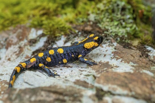 Fire salamanders, fire salamanders, salamandra salamandra, amphibians, amphibians, caudata, amphibians, tail amphibians