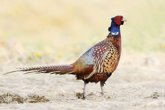 Pheasant or common pheasant (Phasianus colchicus), cock, North Rhine-Westphalia, Germany