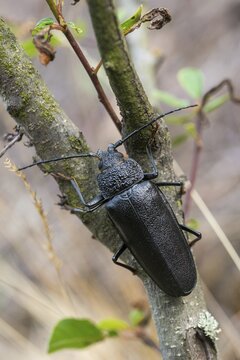 Cerambycidae, Ergates Faber, Mulmbock, Housebuck, Beetle, Longhorn Beetle, Coleoptera, Female, High Size, Portrait Format, Insects, Beetles, Long-Horned Beetle, Female
