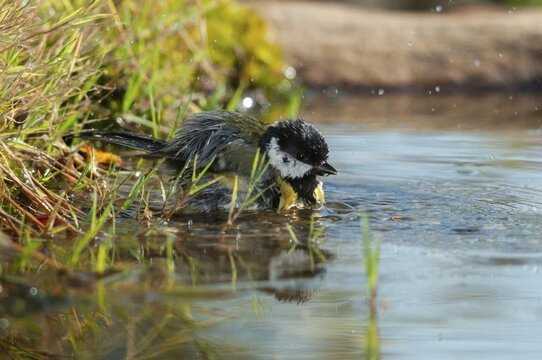 Great tit, great tit, parus major, bath, bird bath, birds, tit, passeri, songbirds, songbirds, tits, potions, birdbath, birds, watering place