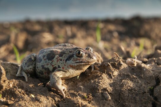 Common spadefoot, garlic toad, pelobates fuscus, field, amphibians, amphibians, agriculture, amphibians, toads