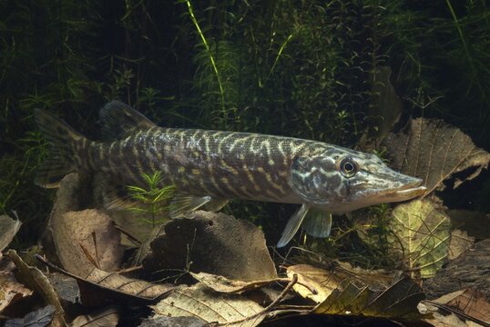 Esox Lucius, pike, pike, predatory fish, fishes, northern pike, pisces