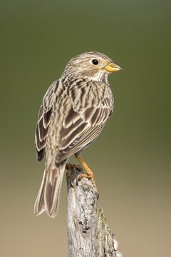 Brandenburg, Corn Bunting, Germany, Emberiza Calandra, Corn Bunting, Miliaria Calandra, Nabu, Nabu project, national natural heritage, Gr&uuml;nhaus natural paradise, post-mining landscape, birds, green house, high size, portrait format, passeri, songbirds, birds
