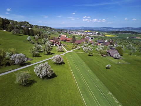 Flowing fruit trees in the hamlet of Wiggwil, Beinwil, Freiamt, Canton of Aargau Switzerland