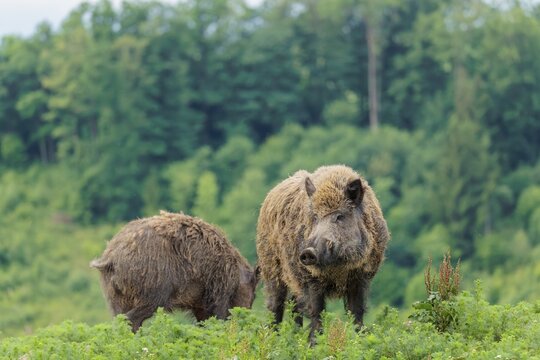 A male wild boar (Sus scrofa) is out foraging in a green clearing on an overcast day. Bavaria, Germany