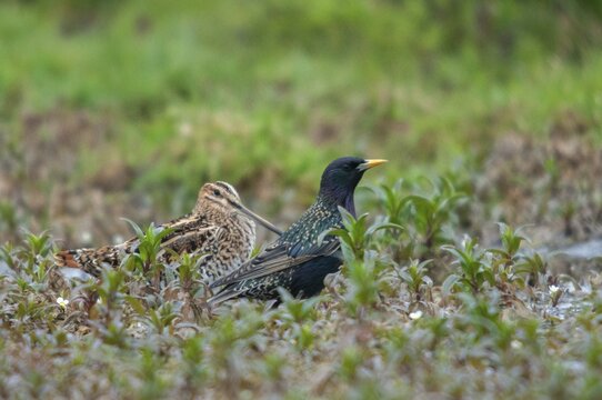 Snipe, starling, sturnus vulgaris, birds, waders, waders, waders, waders, shorebirds, snipe birds, scolopacidae, songbirds, squid, sungbirds, birds, waders, waders, waders