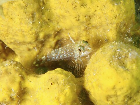 A dwarf spiny-headed blenny (Tripterygion melanurus) rests on a golden sponge, Risco Verde dive site, Arinaga, Gran Canaria, Spain, Europe, Atlantic Ocean