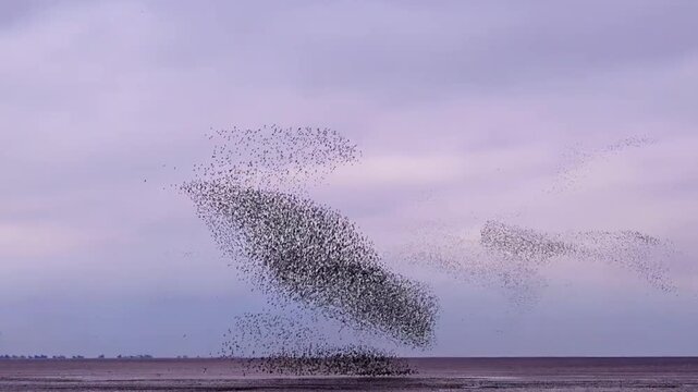Murmuration of Starlings