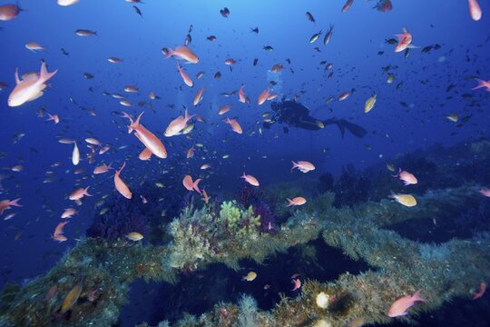 A diver swims through colourful schools of Mediterranean anthias (Anthias anthias) above a shipwreck at the Le Grec wreck dive site, Giens Peninsula, Provence-Alpes-C&ocirc;te d'Azur, France