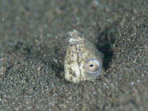 A sand snake eel (Ophichthus altipennis), snake eel, looks out of the sand, well camouflaged in its natural environment, dive site House Reef, Penyapangan, Bali, Indonesia