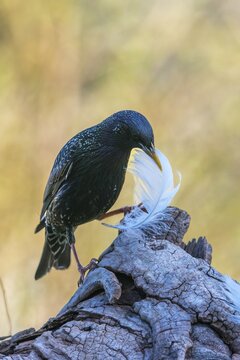 Star, Starling, Sturnus Vulgaris, Birds, Feather, High Size, Portrait, Nest Building, Nest Building, Passeri, Songbirds, Birds
