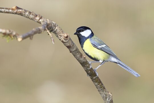 Great tit (Parus major), sitting on a branch, Wilnsdorf, North Rhine-Westphalia, Germany