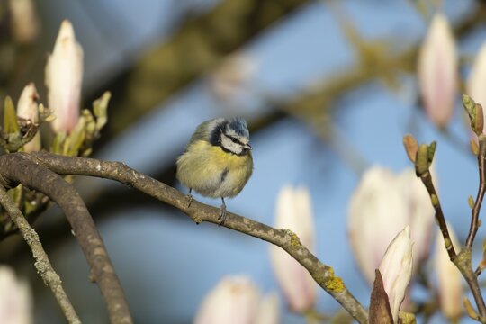 Blue tit (Cyanistes caeruleus) adult garden bird on a magnolia tree branch in springtime, England, United Kingdom