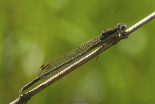 Common winter dragonfly, Sympecma fusca, winter damselfly, damselflies, dragonflies, insects, dragonflies, odonata, zygoptera