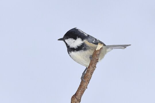 Coal tit (Parus ater), perched on a piece of driftwood covered in lichen, Wilden, North Rhine-Westphalia, Germany