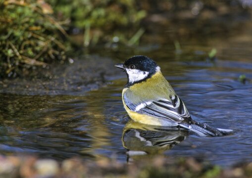Great tit, great tit, parus major, bath, bird bath, birds, tit, passeri, songbirds, songbirds, tits, potions, birdbath, birds, watering place