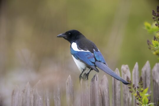Magpie, pica pica, birds, corvidae family of birds, garden, garden fence, garden fence, passeri, corvids, songbirds, birds