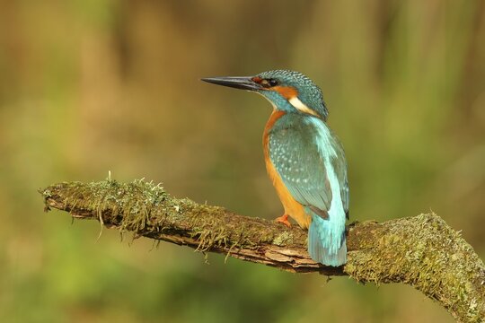 Common kingfisher (Alcedo atthis), male, sitting on a branch, Wilden, North Rhine-Westphalia, Germany