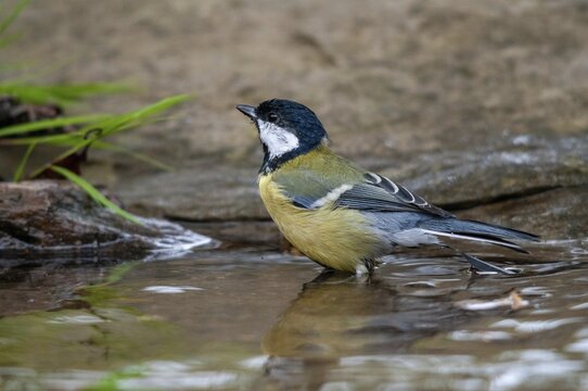 Great tit, great tit, parus major, bath, bird bath, birds, garden, tits, passeri, songbirds, tits, watering place, bird bath, birds, watering place