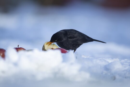 Eurasian blackbird (Turdus merula) adult garden male bird feeding on fruit on a snow covered lawn in winter, England, United Kingdom