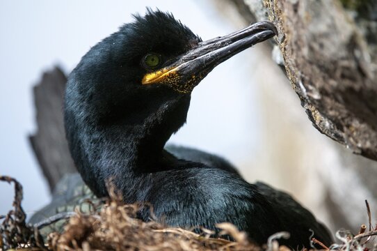 Common Shag, European Shag, Gulosus Aristotelis, Crow Shard, Norway, Phalacrocorax Aristotelis, Varanger, Birds, Breed, Brut, Nest, Pelecaniformes, Ropedes, Birds, Waterbirds