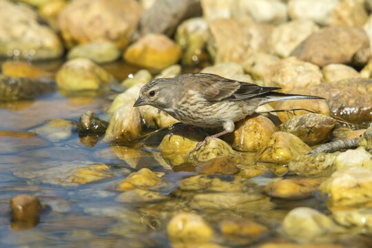 Acanthis cannabina, bloodbird, linaria cannabina, linnet, bath, bird bath, birds, female, h&auml;nfling, passeri, songbirds, potion, birdbath, birds, watering place, female