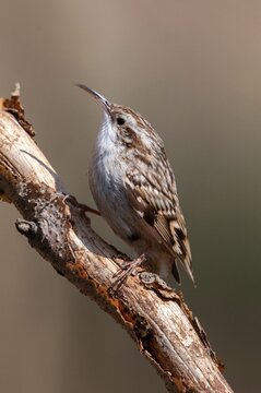 Certhia brachydactyla, horticultural tree runner, short-toed treecreeper, tree runner, birds, high size, portrait, passeri, songbirds, birds