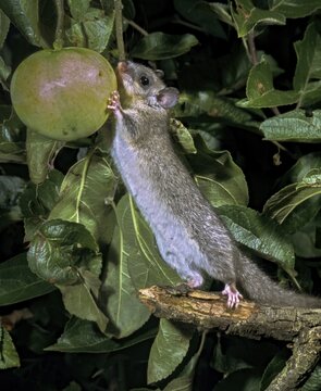 Edible dormouse, fat dormouse, glis glis, rodents, rodentia, dormice, dormice, dormouse, foraging, garden, high size, portrait format, mammals, foraging, rodents, sleepers, mixed fruit, mammals