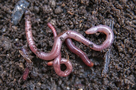 Annelida, clitellata, earthworm, shingles, lumbricidae, oligochaeta, annelids, few bristles, earthworm